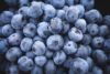 blueberries < Expense Reduction Analysts